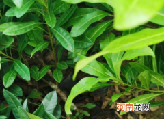 杨梅苗怎么移栽