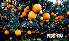 柑橘采收前如何浇水施肥