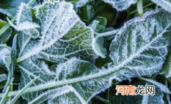 2021年的霜冻来得早还是晚