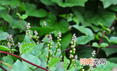 木耳菜生长需要什么条件