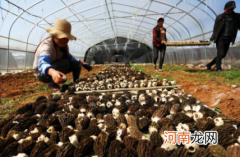 羊肚菌泡的水可以吃吗