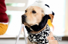 狗是不是不能吃香菜