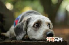 狗为什么喜欢咬死老鼠