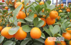 夏季柑桔果树受哪些病虫害影响