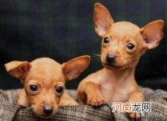 纯种小鹿犬多少钱一只幼崽 小鹿犬多少钱一只