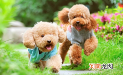 宠物飞机托运很痛苦吗