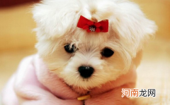 宠物托运怎么查到哪了