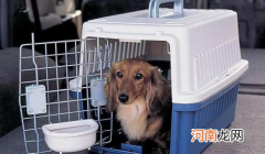 12306宠物托运怎么咨询