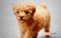 12306宠物托运需办理什么证件