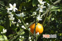 桔子树移栽需要剪叶吗