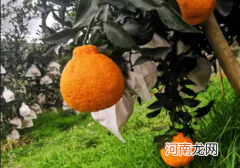 丑橘刚摘下来要放几天才成熟吗