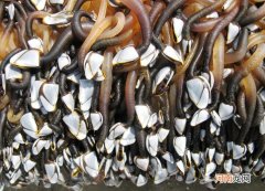 鹅颈藤壶价格为什么差距这么大 鹅颈藤壶多少钱一斤