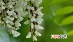 槐花焯水好还是不焯水好