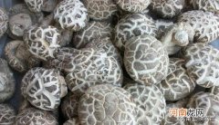 蘑菇种植管理方法 蘑菇怎么种植