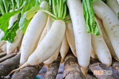 白萝卜的保鲜存放方法 白萝卜长白须还能吃吗