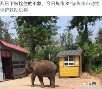 小象莫莉出什么事了，小象莫莉被解救了吗？