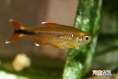 鱼有耳朵吗，鱼怎么听声音？