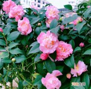 茶花种植养护技巧 山茶花怎么养