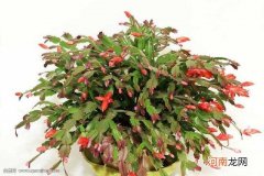 蟹爪兰怎么修剪，什么时候适合修剪蟹爪兰？