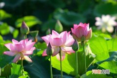 荷花怎样描述，赞美荷花的诗句？