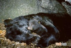 熊冬眠吗，熊冬眠时间多长？