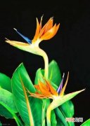 鹤望兰花语象征与寓意 鹤望兰是什么花