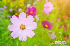 格桑花生长环境简介 波斯菊什么时候开花