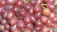 冰美人葡萄好吃吗，什么时候上市？