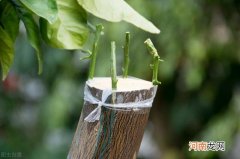 桃树嫁接最佳时间及方法 桃树嫁接什么时间好
