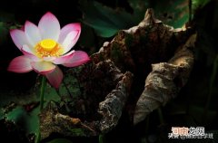 荷花摄影实用小技巧 怎么拍荷花好看