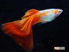 孔雀鱼总死是什么原因，孔雀鱼如何养殖？