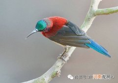 世界十大最美的国鸟 印度的国鸟是什么