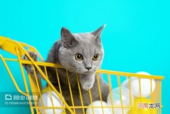 法国蓝猫的特点