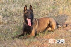 马犬要怎么训练