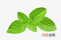 新鲜薄荷叶怎么保存