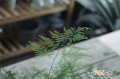 文竹生病了如何处理