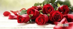 玫瑰花不同朵数的含义 19朵玫瑰花语是什么