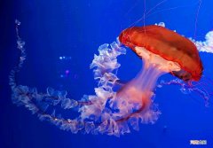 海蜇和水母是一种动物吗，如何区分？