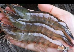 青虾是淡水虾还是海水虾，如何养殖青虾？