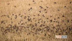 麻雀是益鸟还是害鸟，是几级保护动物？