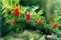 红豆杉的种植方法及注意事项 红豆杉怎么才能养好