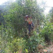 古树茶的价格是多少 古树茶多少钱一斤