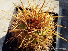 仙人掌的特点和作用是什么，怎么在沙漠里生存？