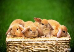 兔子吃什么食物，不能吃哪些东西？