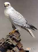 世界各国国鸟大全 印度的国鸟是什么鸟