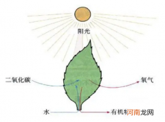 植物呼吸的作用及好处 植物需要呼吸吗