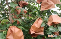 为什么要给苹果套上袋子，有什么作用呢？