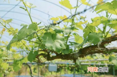为什么葡萄会爬到架子上，是怎么爬上去的？