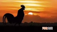 公鸡打鸣的原因 为什么公鸡早上会打鸣