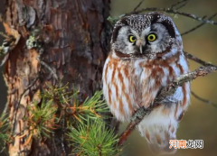 为什么猫头鹰被称作夜猫子，它眼睛有什么特点？